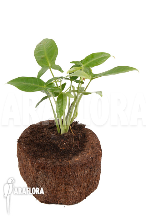 Syngonium podophyllum ‘Trileaf Wonder’