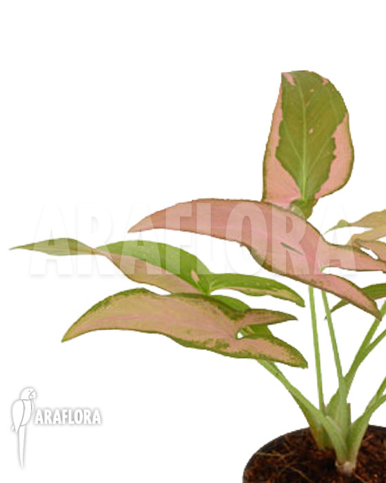 Syngonium podophyllum pink variegated
