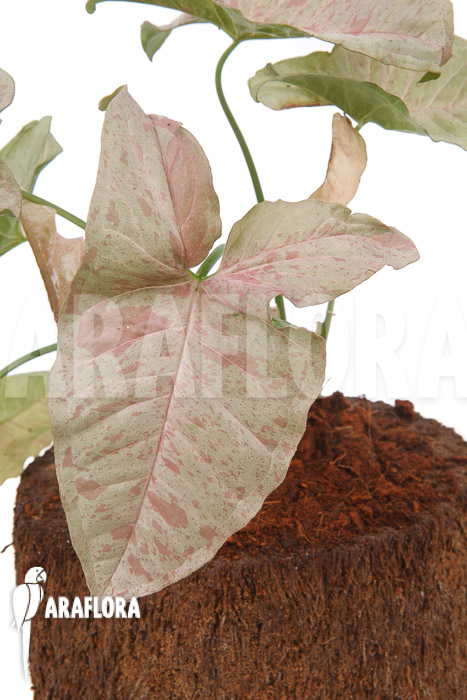 Syngonium podophyllum pink variegated