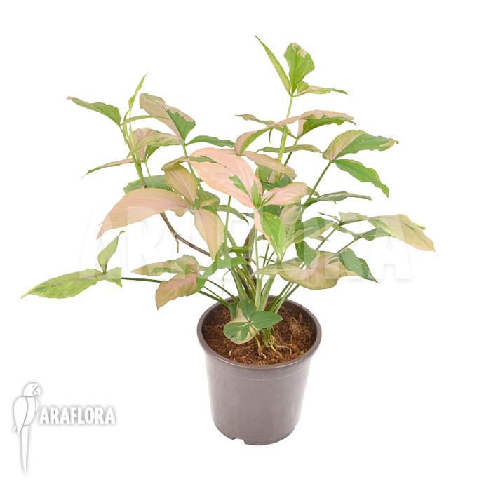 Syngonium podophyllum ‘red spot’