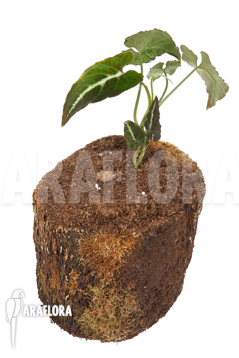 Syngonium wendlandii