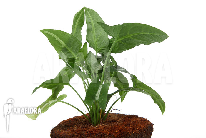 Syngonium wendlandii ‘L’