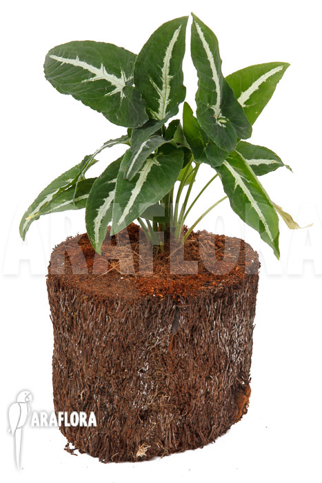 Syngonium wendlandii ‘L’