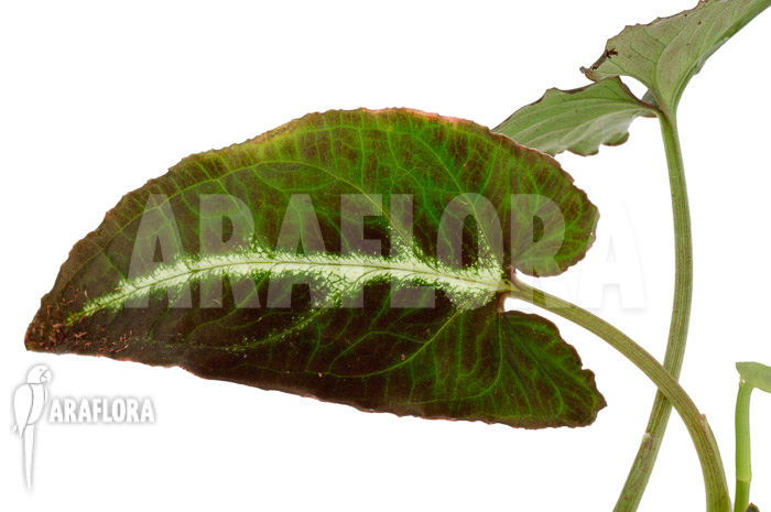 Syngonium wendlandii ‘L’