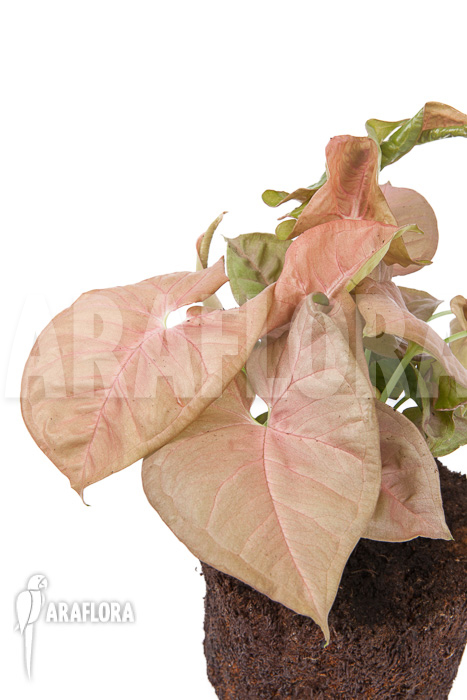 Syngonium x ‘Neon Pink’