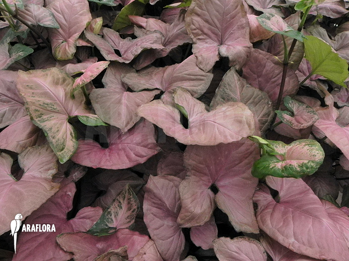 Syngonium x ‘Regina Red’