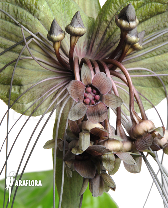 Tacca chantrieri ‘Bat plant’