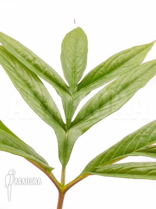 Tacca leontopetaloides leaf detail