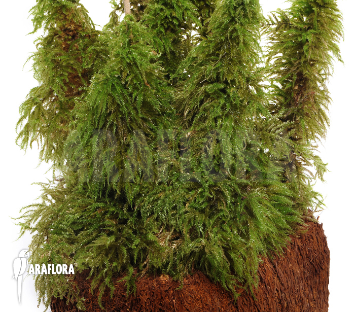 Thuidium moss species