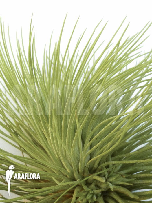 Tillandsia andreana