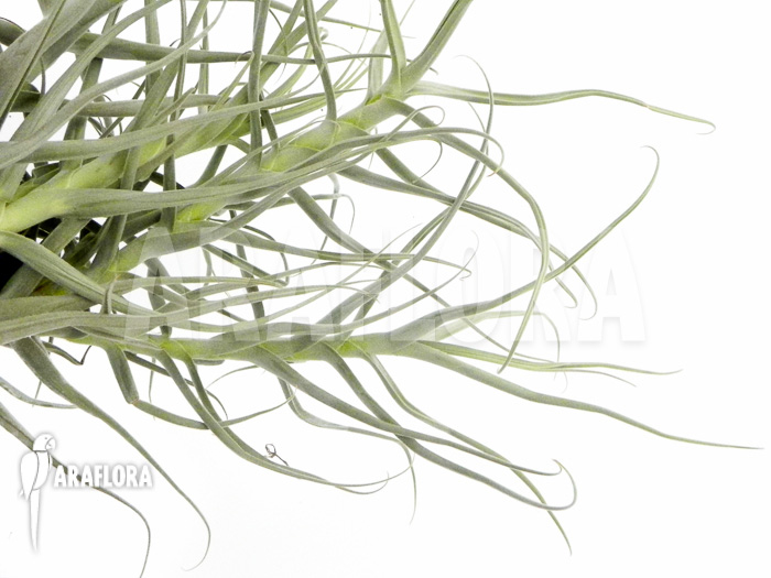 Tillandsia arhiza