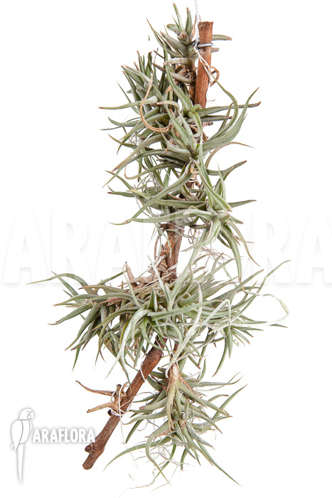 Tillandsia bandensis