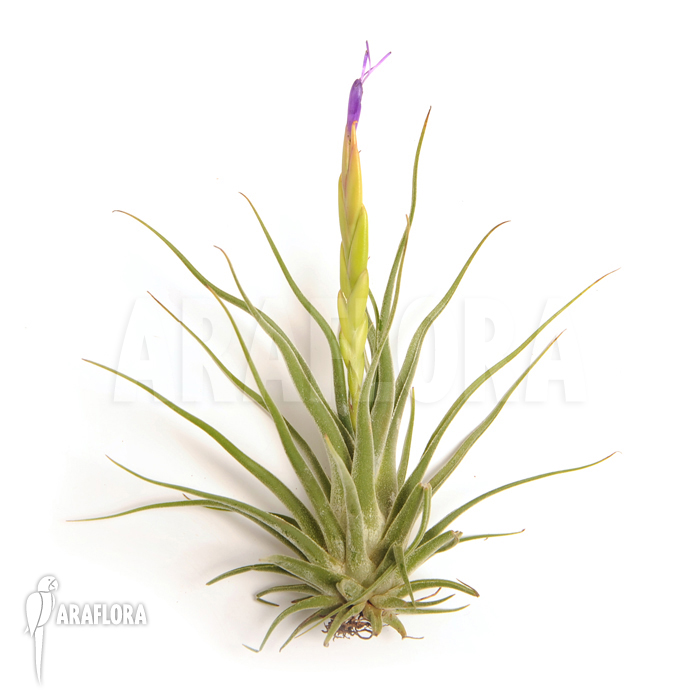 Tillandsia caput-medusae