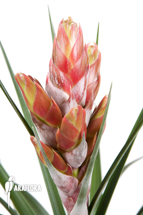 Tillandsia compressa