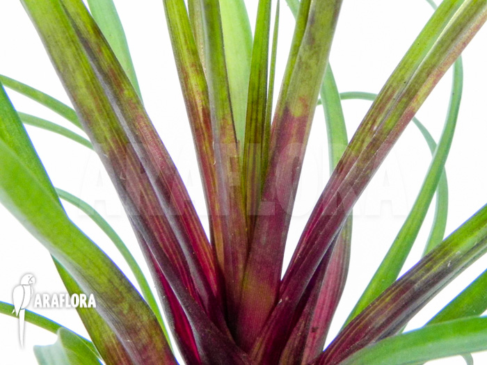 Tillandsia cyanea