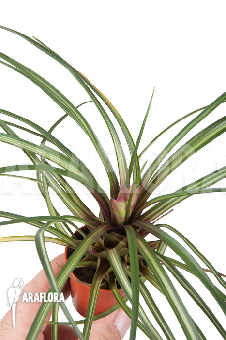 Tillandsia cyanea ‘Variagated’ ‘Starter’