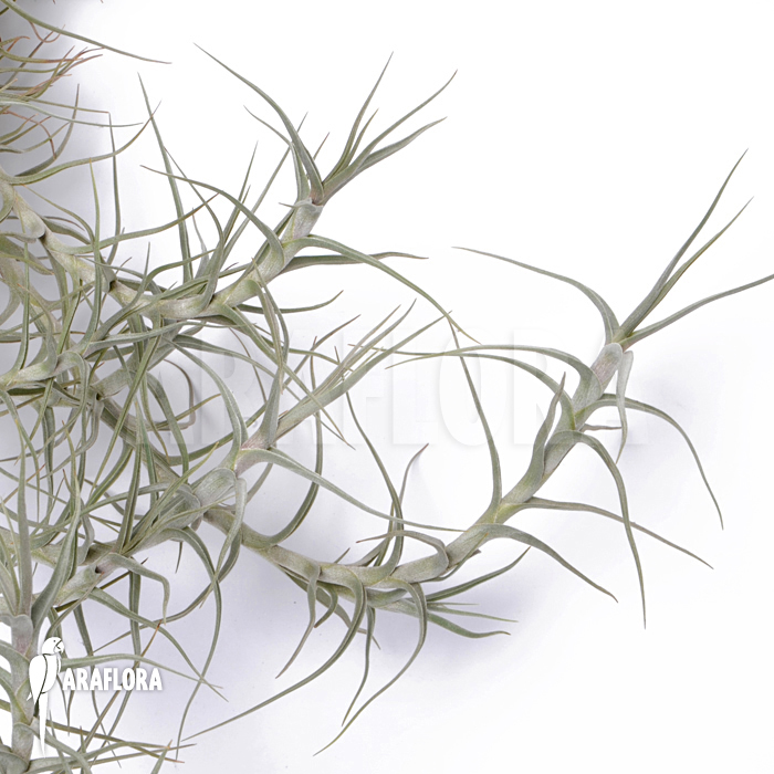 Tillandsia diaquitensis