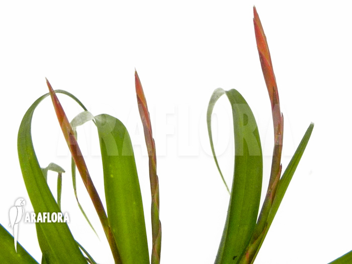 Tillandsia flabellata