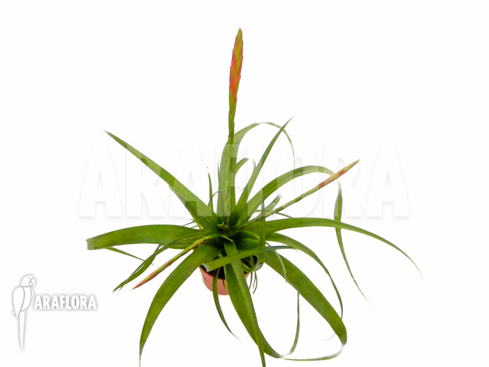 Tillandsia flabellata