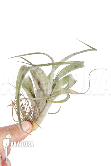 Tillandsia flexuosa