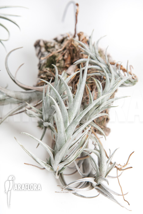 Tillandsia friesii