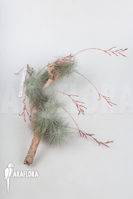 Tillandsia fuchsii gracilis