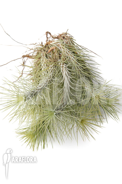 Tillandsia funckiana ‘L’