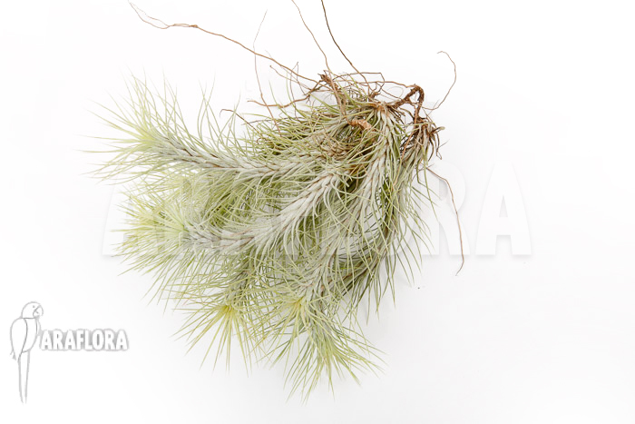 Tillandsia funckiana ‘L’