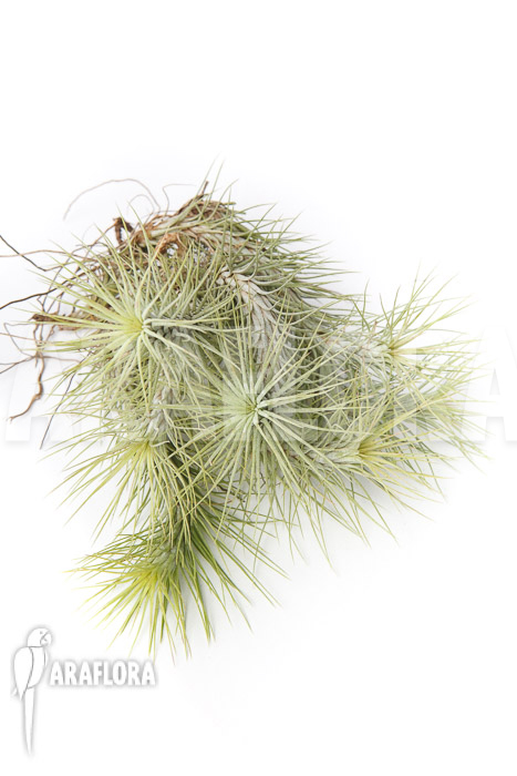 Tillandsia funckiana ‘L’