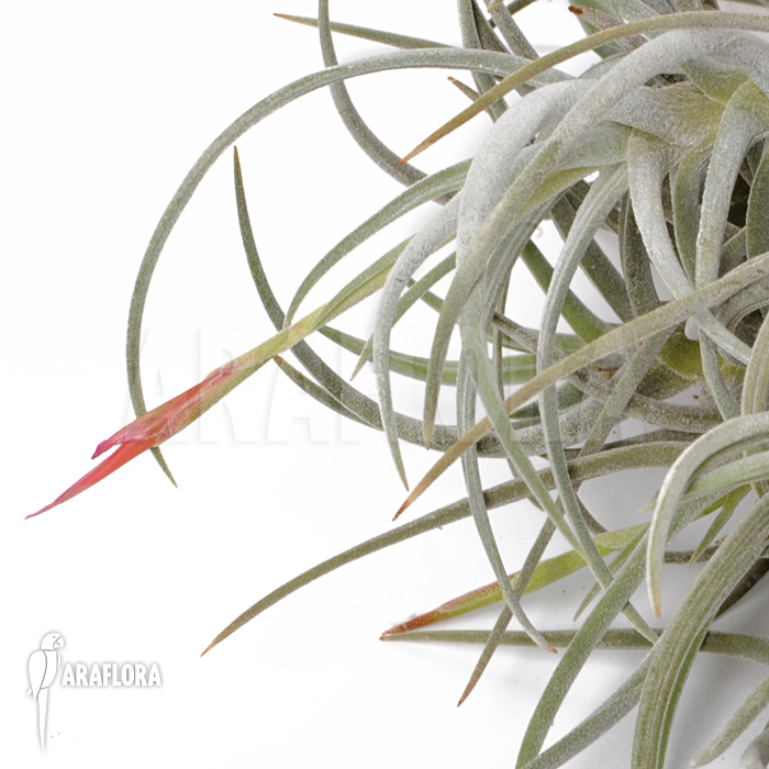 Tillandsia glabrior