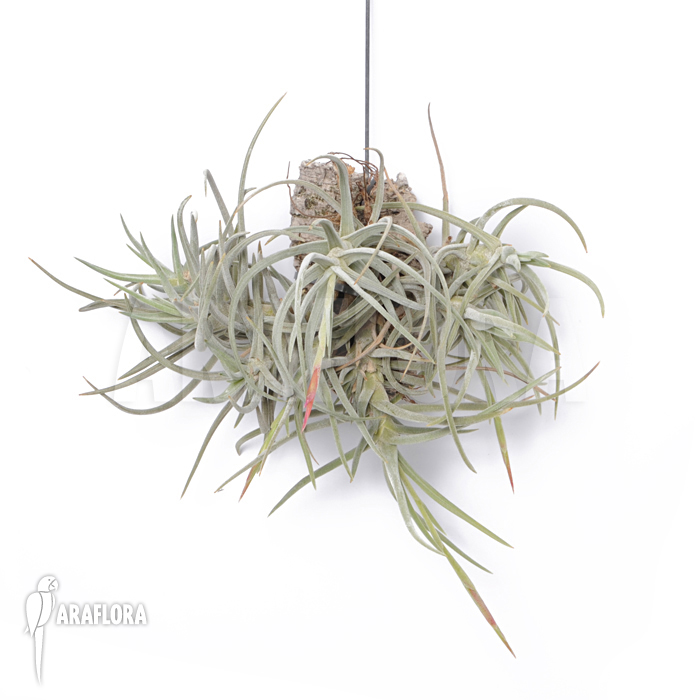 Tillandsia glabrior