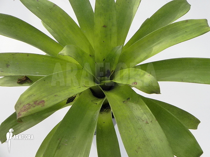 Large Tillandsia heterophylla