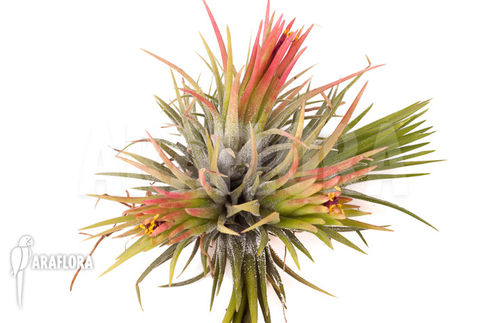 Tillandsia ionantha fuego type clump