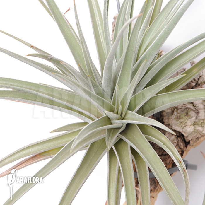 Tillandsia ixioides