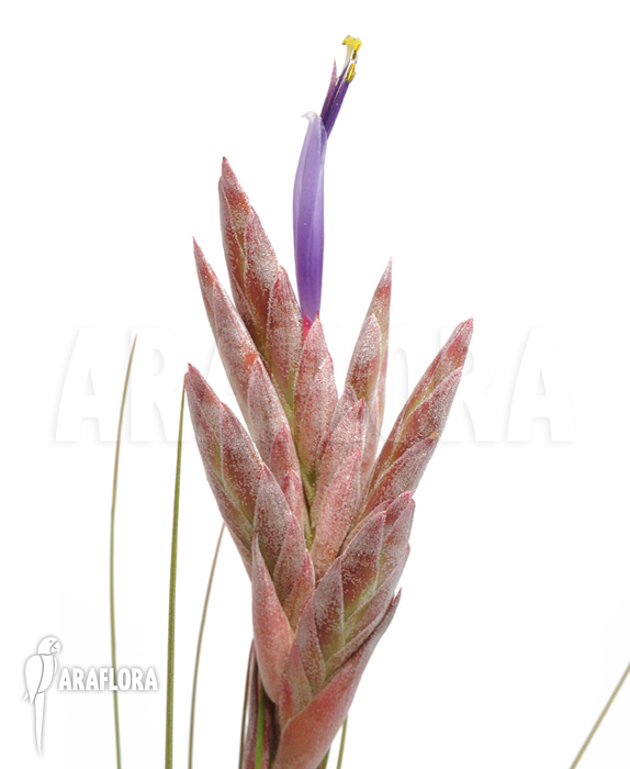 Tillandsia juncea