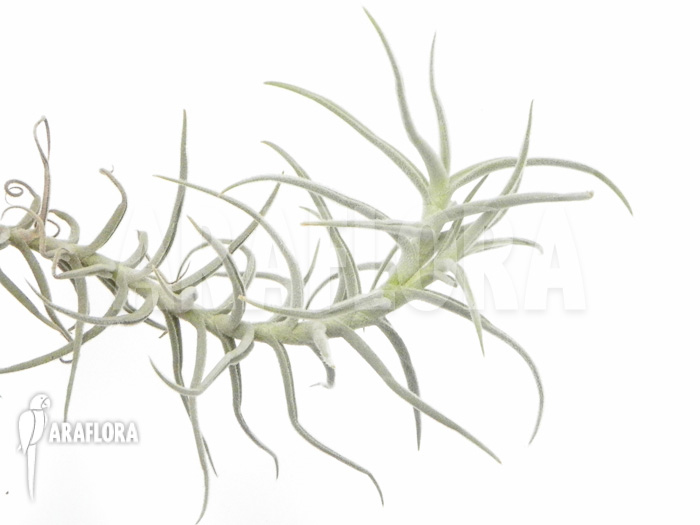 Tillandsia landbeckii S