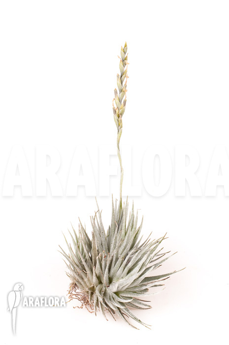 Tillandsia loliacea