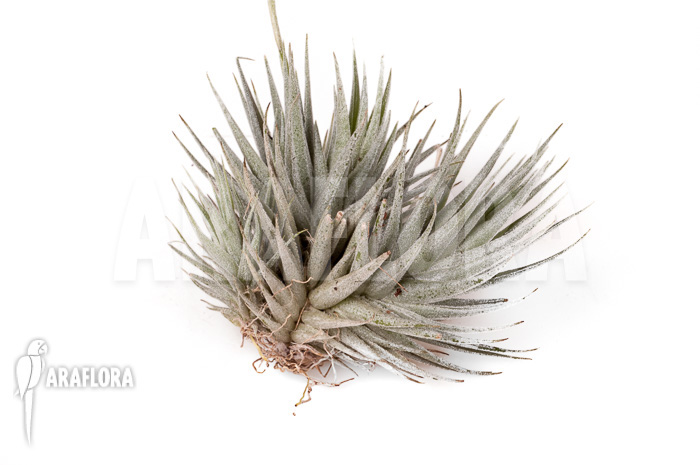 Tillandsia loliacea