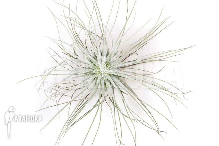 Tillandsia magnusiana’ starter’