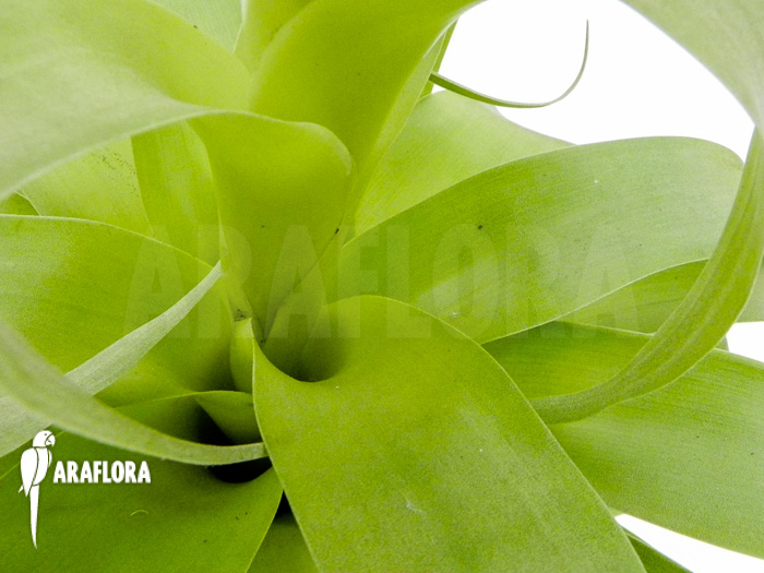 Tillandsia mooreana