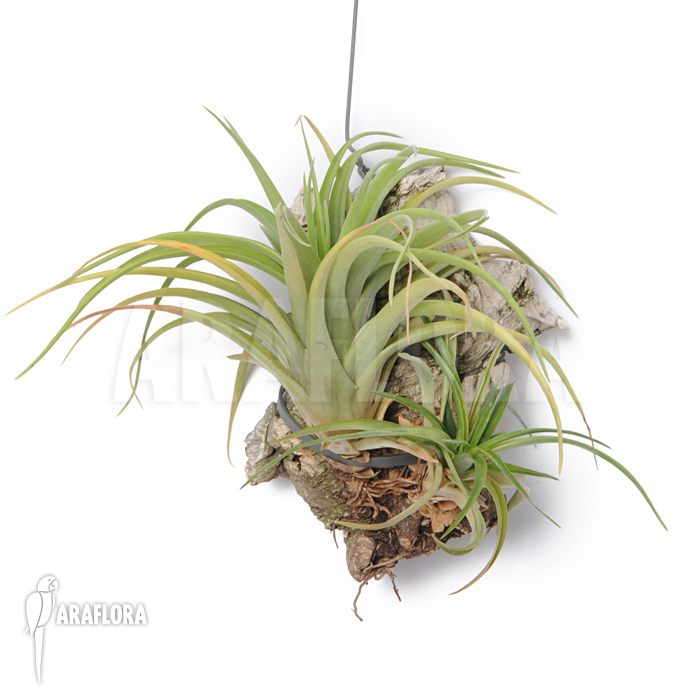 Tillandsia multiflora
