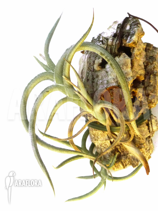 Tillandsia myosura