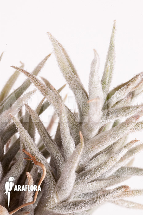 Tillandsia paleacea