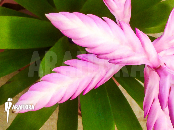 Tillandsia platyrhachis
