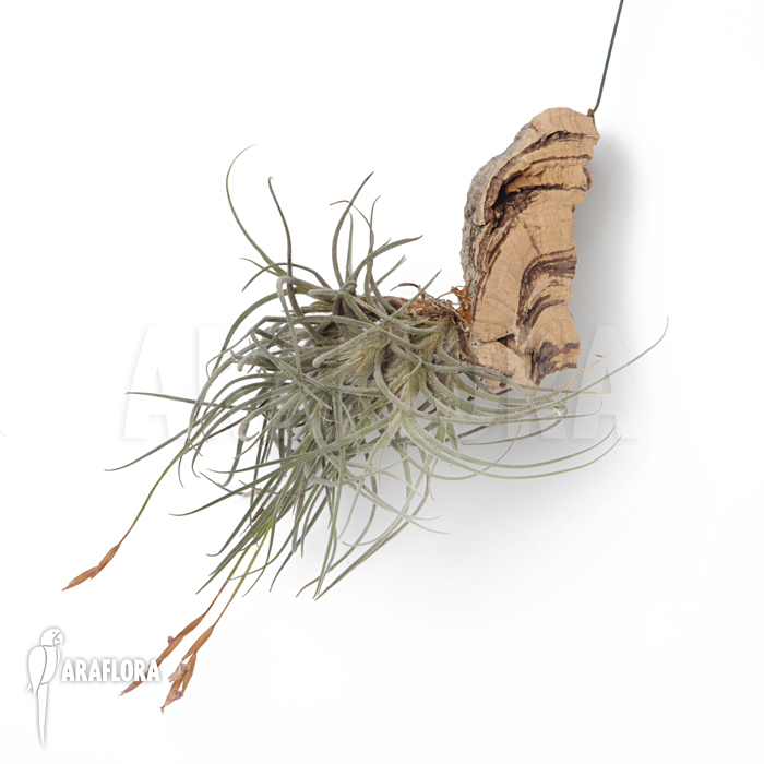 Tillandsia recurvata