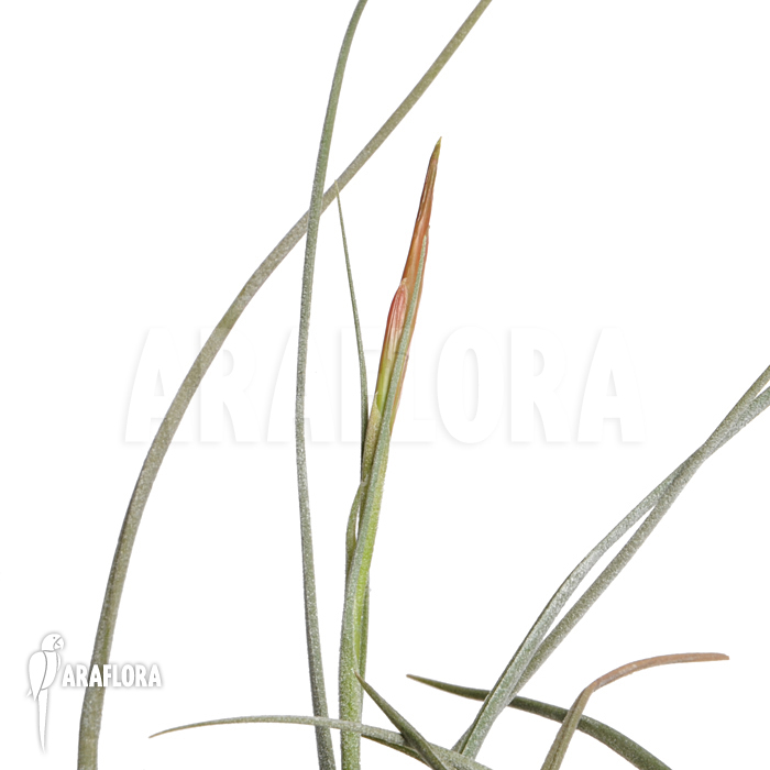 Tillandsia schiedeana