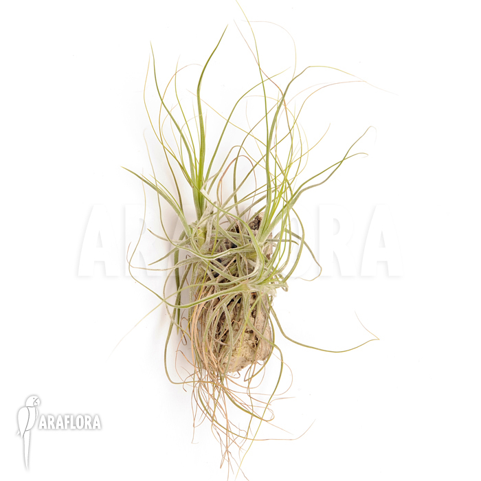 Tillandsia schiedeana
