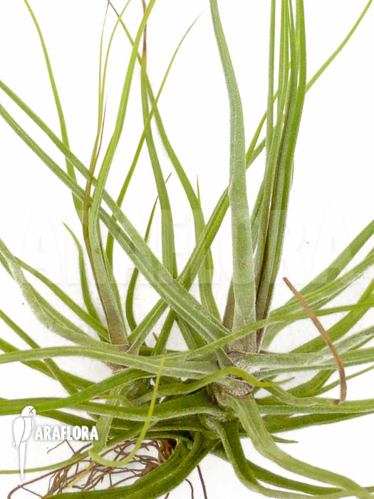 Tillandsia schiedeana