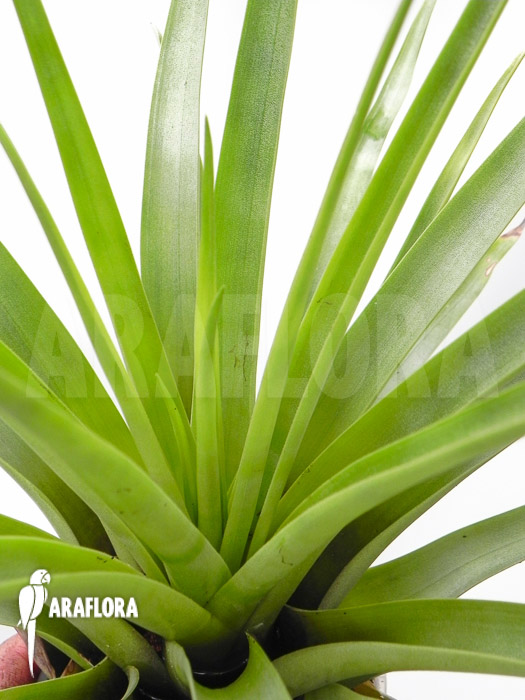 Tillandsia secunda