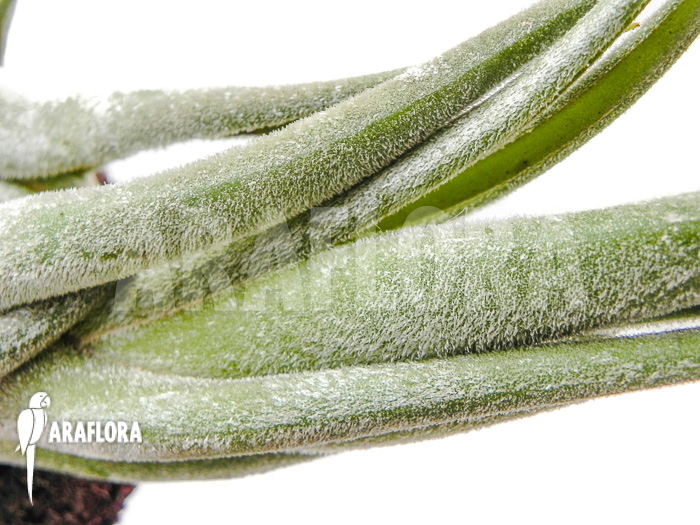 Tillandsia seleriana